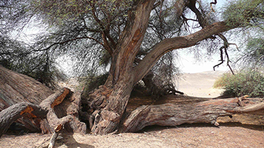 Millenarian acacia before the fire