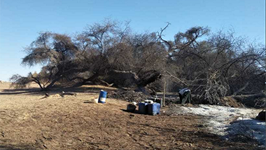 Millenarian acacia after the fire